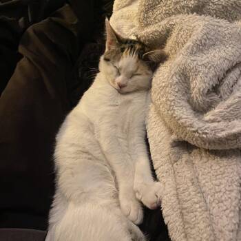 Domestic Short Hair Cats Available for Adoption - Amelia Shepherd | PetCurious