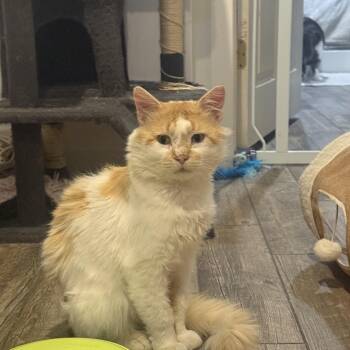 Jinx -  Domestic Short Hair Cat for Adoption in Blaine, Minnesota - Jinx | PetCurious