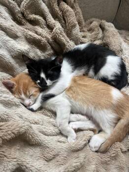 Domestic Short Hair Cats Available for Adoption in Lafayette, Colorado - Milo | PetCurious