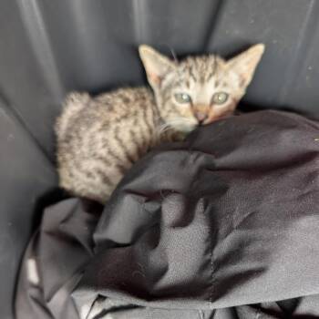 Domestic Short Hair Cats Available for Adoption in Volcano, Hawaii - Kelele | PetCurious