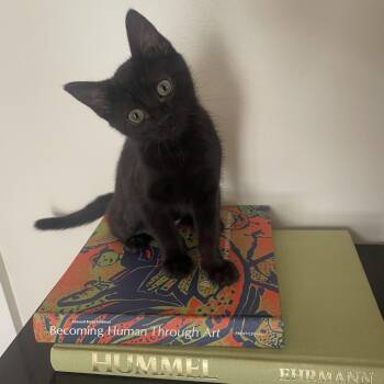 Coral -  Domestic Short Hair Cat Available for Adoption in MS STATE UNIV, Mississippi - Coral | PetCurious