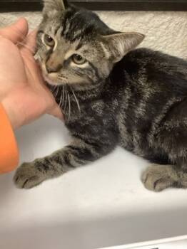 Rescue Domestic Short Hair Cats for Adoption in Fort Worth, Texas - Maximus | PetCurious