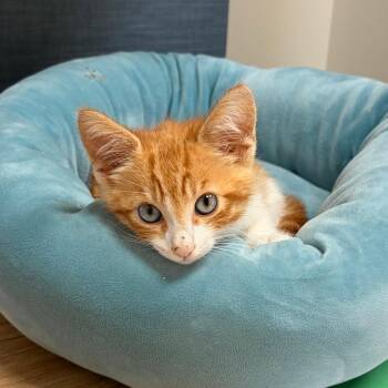 Skip -  Domestic Short Hair Cat for Adoption in Bradenton, Florida - Skip | PetCurious