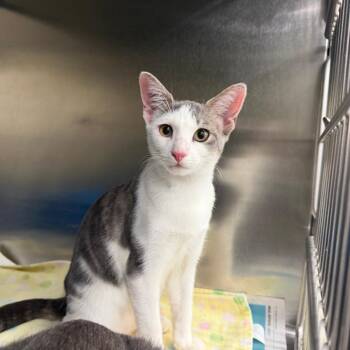 Funnel Cake -  Domestic Short Hair Cat for Adoption in Auburn, Alabama - Funnel Cake | PetCurious