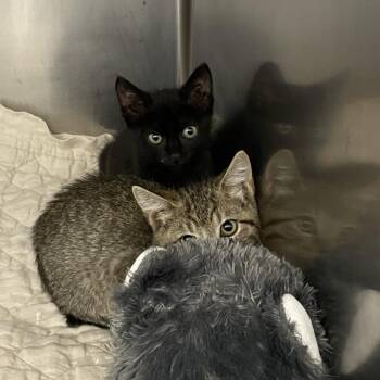 Robin -  Domestic Short Hair Cat for Adoption in Dickinson, Texas - Robin | PetCurious