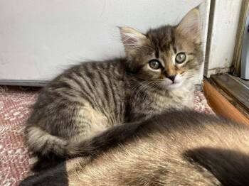 Domestic Long Hair Cats Available for Adoption in Virginia Beach, Virginia - Khloe | PetCurious