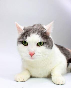 Domestic Short Hair Cats Available for Adoption in Morton Grove, Illinois - Oliver | PetCurious