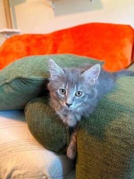 Charcoal -  Domestic Long Hair Cat for Adoption in Deltona, Florida - Charcoal | PetCurious