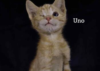Tabby Cats Available for Adoption - Uno | PetCurious