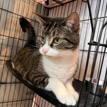 Bellasaurus -  Domestic Short Hair Cat for Adoption in Salisbury, Massachusetts - Bellasaurus | PetCurious