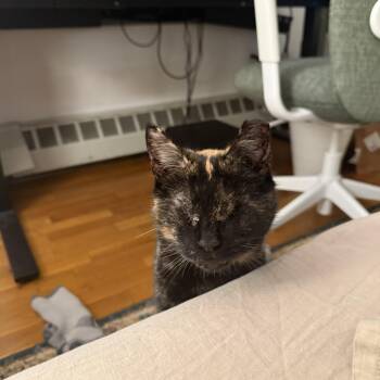 Domestic Short Hair Cats Available for Adoption - Cinnamon  | PetCurious