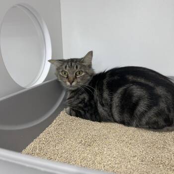 Ellie -  Domestic Short Hair Cat for Adoption in Clearwater, Florida - Ellie | PetCurious