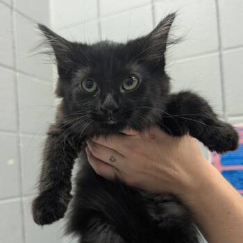 Hot Fudge -  Domestic Short Hair Cat for Adoption in West Olive, Michigan - Hot Fudge | PetCurious