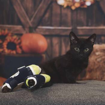 Rescue Domestic Short Hair Cats for Adoption in Port Richey, Florida - Caleb | PetCurious