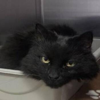 Domestic Medium Hair Cats Available for Adoption - Shady | PetCurious