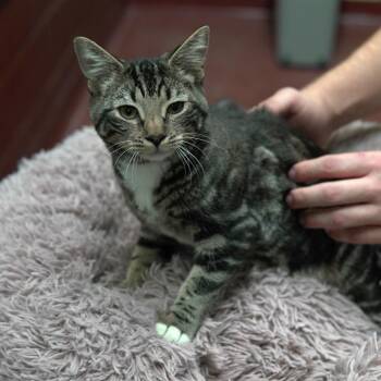 Domestic Short Hair Cats Available for Adoption in Gainesville, Georgia - Kathleen | PetCurious