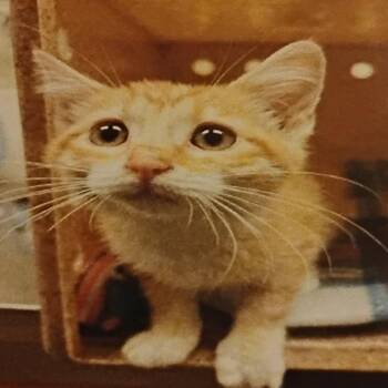 Kisser -  Domestic Short Hair Cat for Adoption in Grantsville, Utah - Kisser | PetCurious