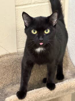 Rescue Domestic Short Hair Cats for Adoption in Crossville, Tennessee - BIGGIE GIRL (Spayed!) | PetCurious