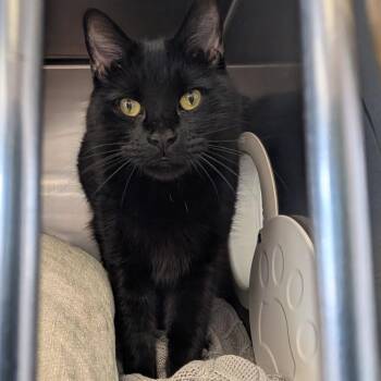 Domestic Medium Hair Cats Available for Adoption in Spokane, Washington - Binx | PetCurious