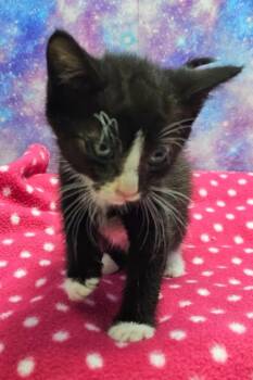 Domestic Short Hair Cats Available for Adoption in Washington Court House, Ohio - Sparky | PetCurious