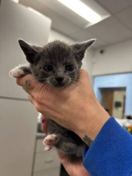 Polaris -  Domestic Short Hair Cat for Adoption in Thousand Oaks, California - Polaris | PetCurious