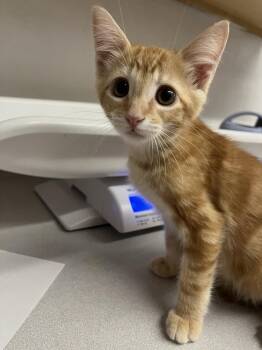 Ruff -  Domestic Short Hair Cat for Adoption in Salmon, Idaho - Ruff | PetCurious