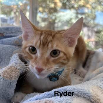 Ryder -  Tabby Cat for Adoption in Oakley, California - Ryder | PetCurious