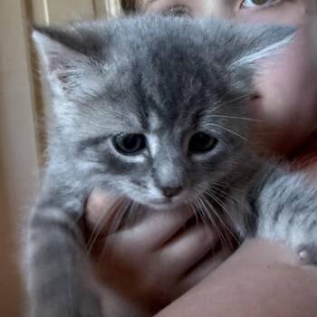 Domestic Short Hair Cats Available for Adoption in Silver Spring, Maryland - Penguin | PetCurious