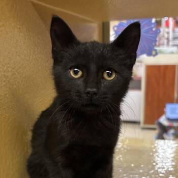 Onyx -  Domestic Short Hair Cat for Adoption in Sonora, California - Onyx | PetCurious