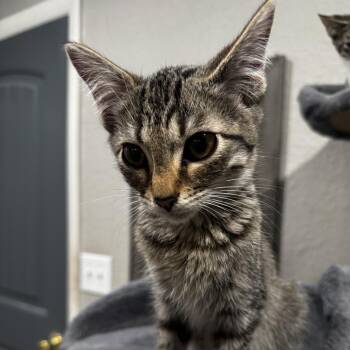 Domestic Short Hair Cats Available for Adoption - Lily | PetCurious