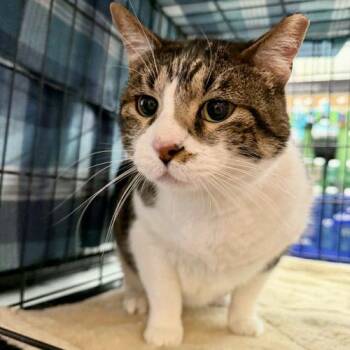 Goose -  Tabby and Domestic Short Hair Cat for Adoption in Knoxville, Tennessee - Goose | PetCurious
