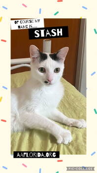 Rescue Tabby and Domestic Short Hair Cats for Adoption in Pensacola, Florida - Stash & Heather Grey BoNdEd Siblings | PetCurious