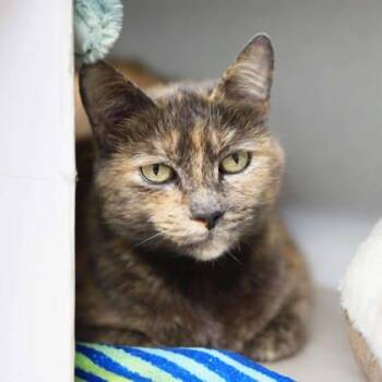 Domestic Short Hair Cats Available for Adoption in Atlanta, Georgia - Stormy | PetCurious