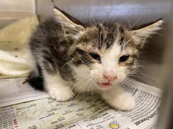 MELON -  Domestic Short Hair Cat for Adoption in Tustin, California - MELON | PetCurious