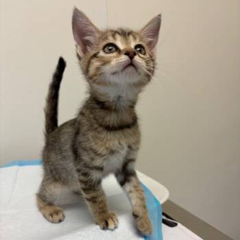 Domestic Short Hair Cats Available for Adoption - Mary | PetCurious