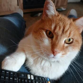 Domestic Medium Hair Cats Available for Adoption in Klamath Falls, Oregon - Nacho | PetCurious