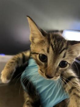 KEANU -  Domestic Short Hair Cat for Adoption in San Antonio, Texas - KEANU | PetCurious