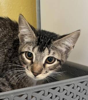 Aretha -  Domestic Short Hair Cat for Adoption in Golden, Colorado - Aretha | PetCurious
