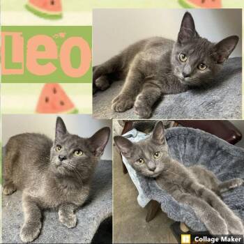 Leo -  Domestic Short Hair Cat for Adoption in Clearfield, Pennsylvania - Leo | PetCurious