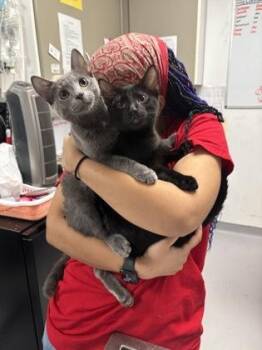 Domestic Short Hair Cats Available for Adoption in West Chester, Pennsylvania - Kami | PetCurious