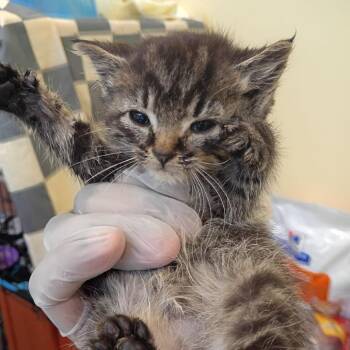 Domestic Short Hair Cats Available for Adoption in Lynchburg, Virginia - Fable | PetCurious