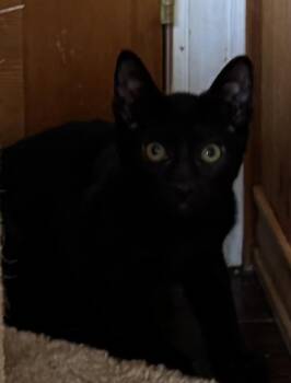 Hot Honey -  Domestic Short Hair Cat for Adoption in Raymond, Washington - Hot Honey | PetCurious