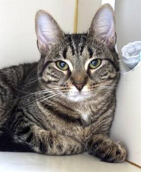 TOPANGA -  Domestic Short Hair Cat for Adoption in Dedham, Massachusetts - TOPANGA | PetCurious