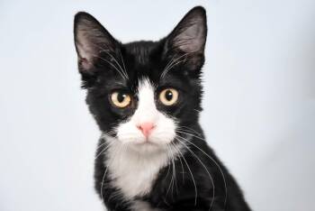 PEPSI -  Domestic Short Hair Cat for Adoption in Loveland, Colorado - PEPSI | PetCurious