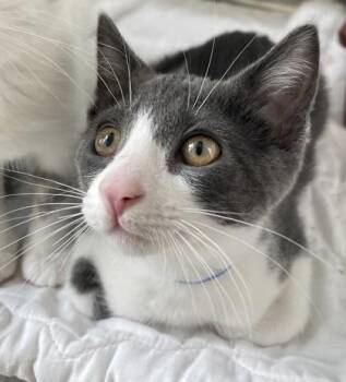 Vega -  Domestic Short Hair Cat for Adoption in Westland, Michigan - Vega | PetCurious