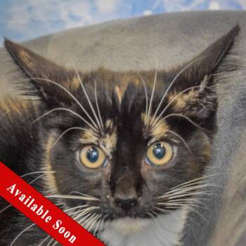 Minnie Mouse -  Calico and Domestic Short Hair Cat for Adoption in Huntley, Illinois - Minnie Mouse | PetCurious