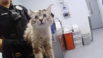 MEW -  Domestic Short Hair Cat for Adoption in Charlotte, North Carolina - MEW | PetCurious