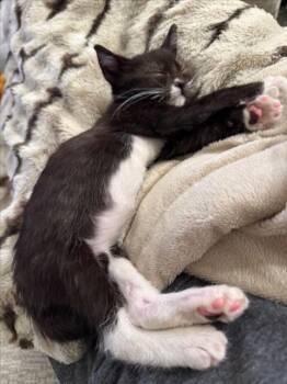 Rescue Domestic Short Hair Cats for Adoption in Sacramento, California - SNUGGLES | PetCurious