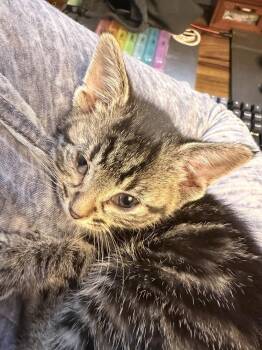Domestic Short Hair Cats Available for Adoption in Ferndale, Michigan - Mani | PetCurious