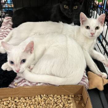 Pongo and Pingo -  Siamese Cat for Adoption - Pongo And Pingo | PetCurious